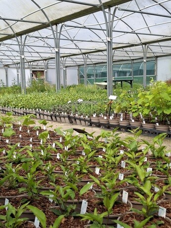 Weekly catch up with garden and propagation Weekly catch up with garden and propagation