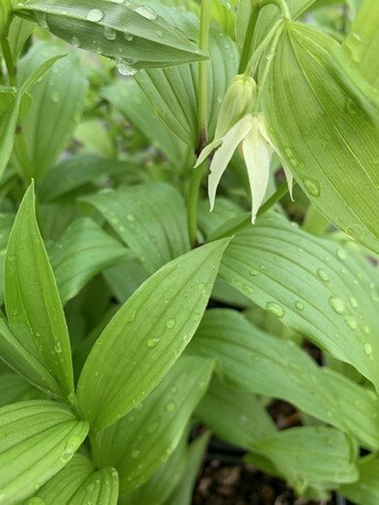 Weekly catch up with garden & propagation Weekly catch up with garden & propagation