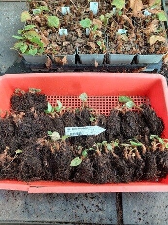 Weekly catch up with garden and propagation Weekly catch up with garden and propagation