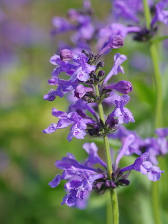 Weekly catch up with garden and propagation Weekly catch up with garden and propagation
