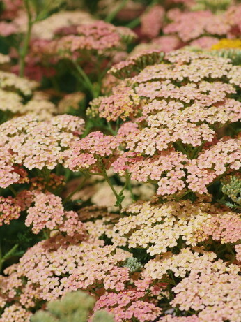 Achillea- How to Grow and Care for Achillea- How to Grow and Care for