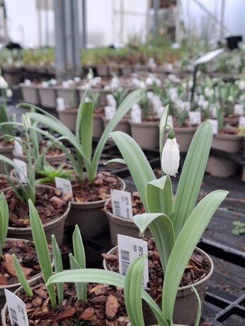 Weekly catch up with garden & propagation Weekly catch up with garden & propagation