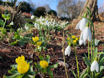 Splendid snowdrops at the Beth Chatto Gardens Splendid snowdrops at the Beth Chatto Gardens