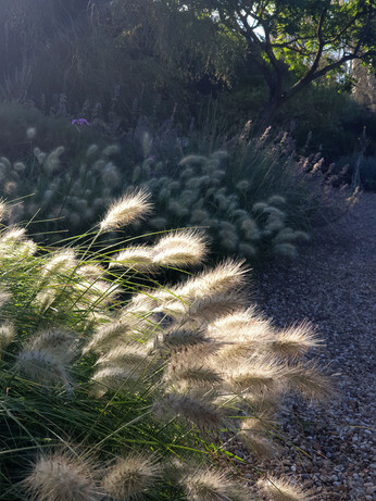 Top 10 plants for autumn Interest Top 10 plants for autumn Interest