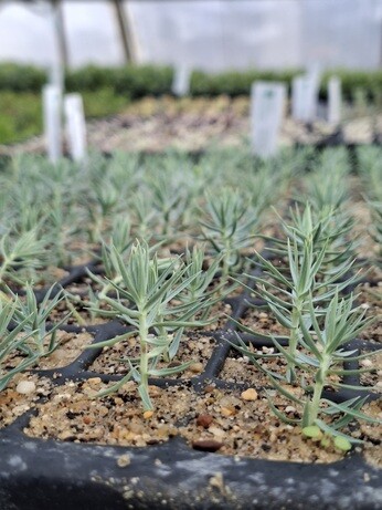 Weekly catch up with garden & propagation Weekly catch up with garden & propagation