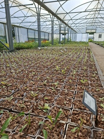 Weekly catch up with garden & propagation Weekly catch up with garden & propagation