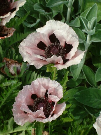 Plant combination ideas in June Plant combination ideas in June