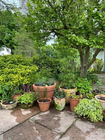 Summer pot displays Summer pot displays