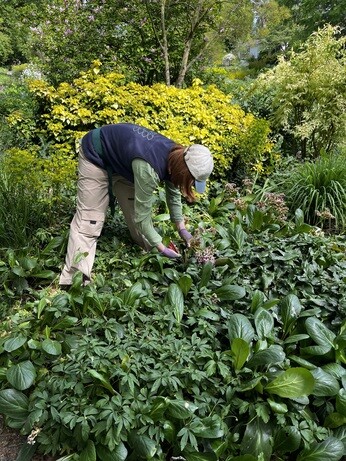 Weekly catch up with garden & propagation Weekly catch up with garden & propagation