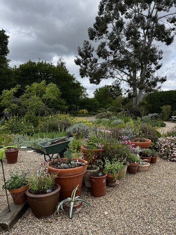 Weekly catch up with garden & propagation Weekly catch up with garden & propagation