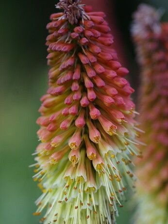 Weekly catch up with garden & propagation Weekly catch up with garden & propagation