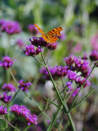 Verbena- How to Grow and Care for Verbena- How to Grow and Care for