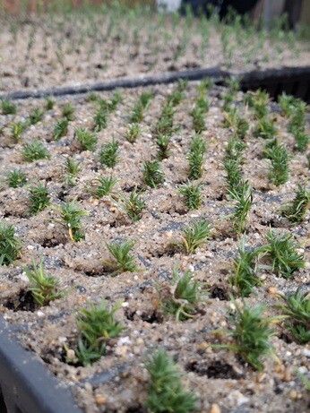 Weekly catch up with garden & propagation Weekly catch up with garden & propagation