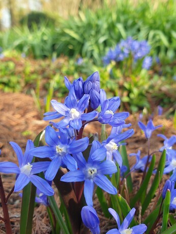Top 10 early spring plants Top 10 early spring plants