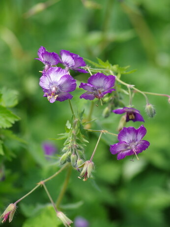 Weekly catch up with garden & propagation Weekly catch up with garden & propagation