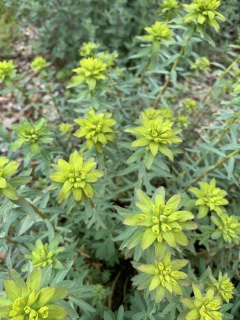 Plant combination ideas in June Plant combination ideas in June