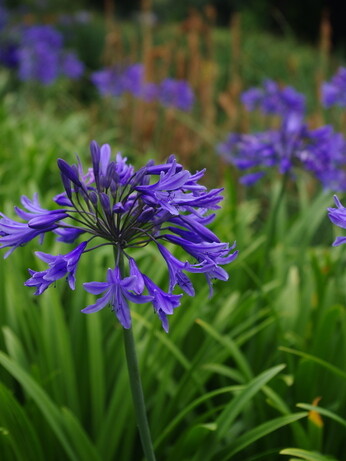 Top 12 drought-resistant plants Top 12 drought-resistant plants