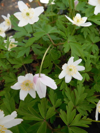 Plant profile - Dwarf anemone Plant profile - Dwarf anemone