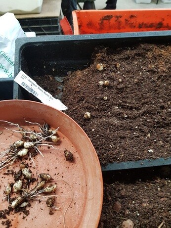 Weekly catch up with garden and propagation Weekly catch up with garden and propagation