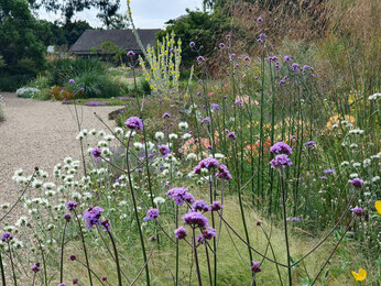 Verbena- How to Grow and Care for Verbena- How to Grow and Care for