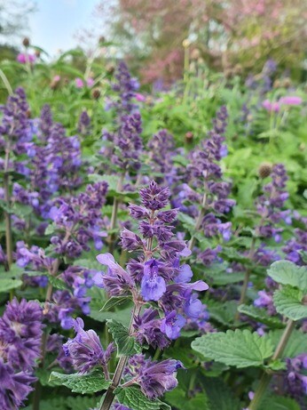 Plants that have stood up to the summer - Gravel Garden Plants that have stood up to the summer - Gravel Garden