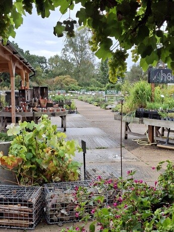 Weekly catch up with garden & propagation Weekly catch up with garden & propagation