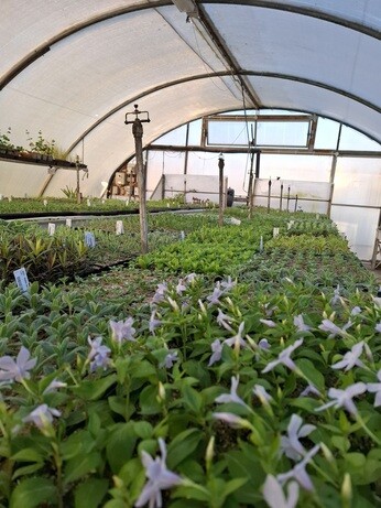 Weekly catch up with gardens & propagation Weekly catch up with gardens & propagation