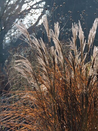 Favourite winter seedheads for wildlife Favourite winter seedheads for wildlife