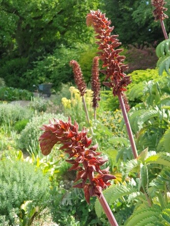 February news from the garden and propagation February news from the garden and propagation