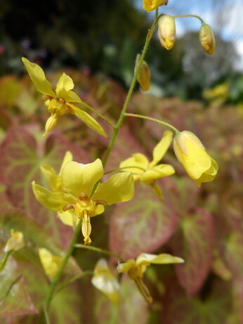 Weekly catch up with garden & propagation Weekly catch up with garden & propagation