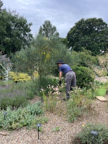 Weekly catch up with garden and propagation Weekly catch up with garden and propagation