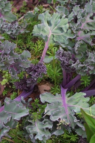 Team Chatto's favourite plants