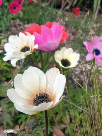 Plant profile - Dwarf anemone Plant profile - Dwarf anemone