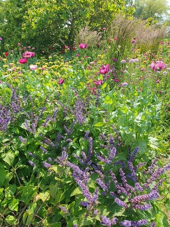A garden for summer begins in autumn A garden for summer begins in autumn