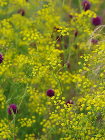 Weekly catch up with garden & propagation Weekly catch up with garden & propagation