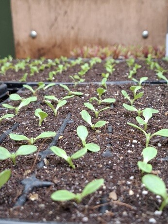 Weekly catch up with garden & propagation Weekly catch up with garden & propagation