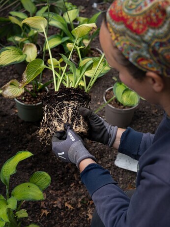 Autumn Planting: helping gardeners adapt to a changing climate Autumn Planting: helping gardeners adapt to a changing climate