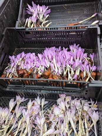 Weekly catch up with garden and propagation Weekly catch up with garden and propagation