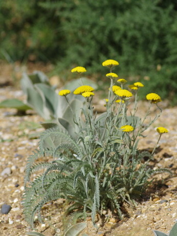 Achillea- How to Grow and Care for Achillea- How to Grow and Care for