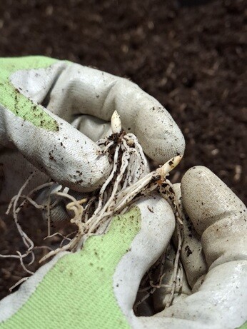 Weekly catch up with garden & propagation Weekly catch up with garden & propagation