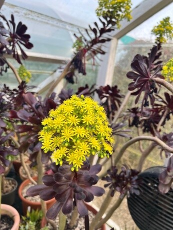 Weekly catch up with garden & propagation Weekly catch up with garden & propagation