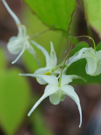 How to grow epimedium How to grow epimedium