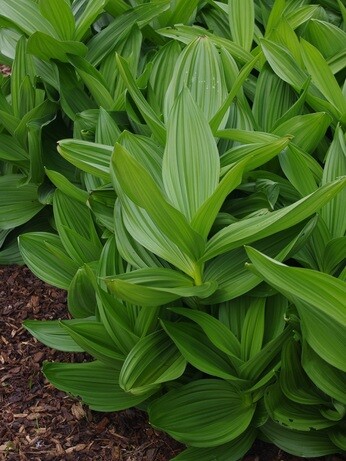 Fabulous foliage Fabulous foliage
