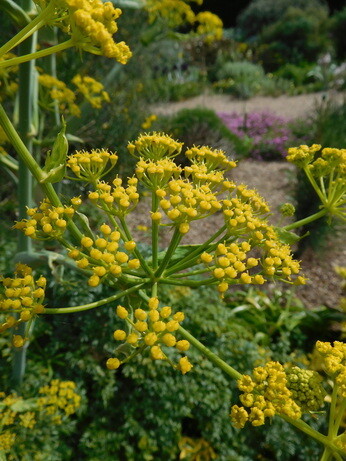 Weekly catch up with garden & propagation Weekly catch up with garden & propagation