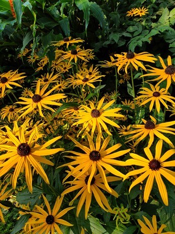 Our favourite perennials for late summer colour Our favourite perennials for late summer colour