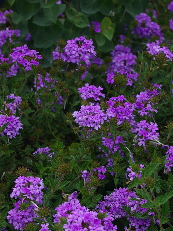 What's still in flower in October? What's still in flower in October?