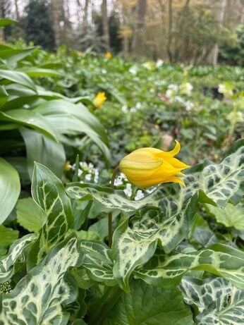 Weekly catch up with garden & propagation Weekly catch up with garden & propagation