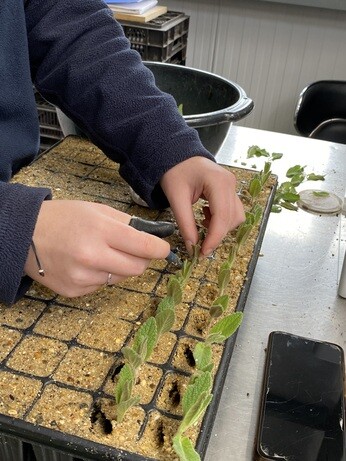 A guide to taking cuttings A guide to taking cuttings