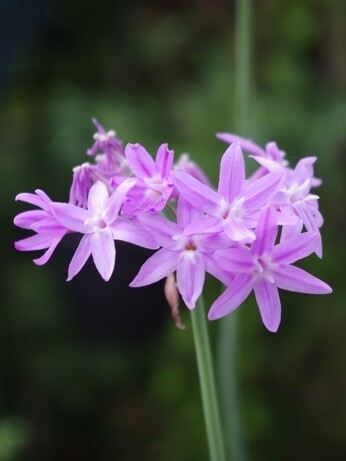 Weekly catch up with gardens & propagation Weekly catch up with gardens & propagation