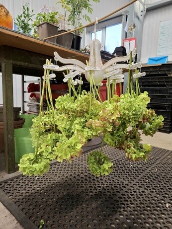 News from the garden and propagation News from the garden and propagation